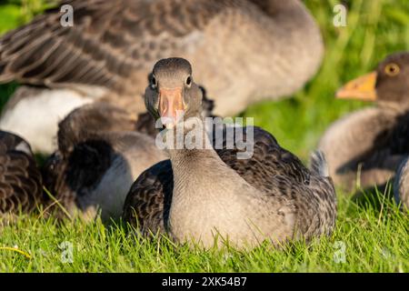 Erwachsene Graugans (Anser anser), die auf einer Wiese ruhen Stockfoto