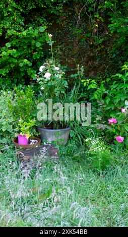 Rosenpflanze wächst in verzinktem Topf und langen Gräsern im ländlichen Sommergarten Carmarthenshire Wales Großbritannien Großbritannien KATHY DEWITT Stockfoto