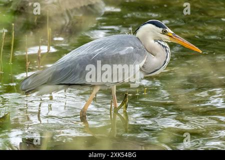 Graureiher (Ardea cinerea) Jagd auf Nahrung am Ufer des Ijsselmeers in den Niederlanden Stockfoto