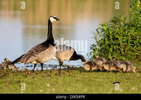 Kanadische Gänsefamilie (Branta canadensis) am Ufer eines Sees Stockfoto