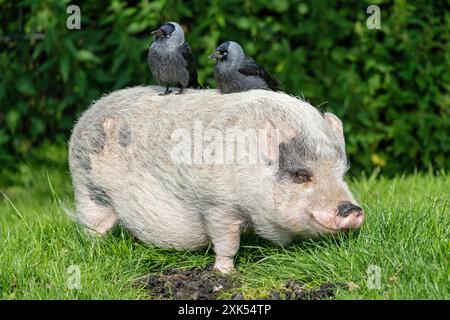 Zwei Westernjacken sitzen auf Minischwein Stockfoto