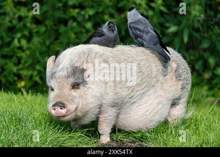 Zwei Westernjacken sitzen auf Minischwein Stockfoto