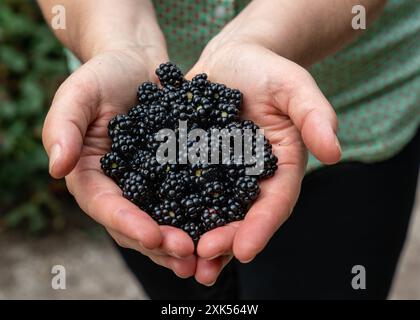 Reife schwarze Brombeeren liegen in den Händen der Frauen. Sehr gesunde Früchte Stockfoto