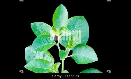 Bio gesunde Hybrid Thai Sorte Live Ashwagandha, indische Ginseng, Winterkirsche, Withania somnifera Evergreen Medizinischer Strauch Früchte auf Ashwagan Stockfoto