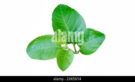 Bio gesunde Hybrid Thai Sorte Live Ashwagandha, indischer Ginseng, Winterkirsche, indische Withania somnifera medizinische Sträucher Früchte auf Ashwagandha Stockfoto