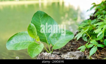 Bio gesunde Hybrid Thai Sorte Live Ashwagandha, indischer Ginseng, Winterkirsche, indische Withania somnifera medizinische Sträucher Früchte auf Ashwagandha Stockfoto