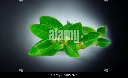 Bio gesunde Hybrid Thai Sorte Live Ashwagandha, indische Ginseng, Winterkirsche, Withania somnifera Evergreen Medizinischer Strauch Früchte auf Ashwagan Stockfoto
