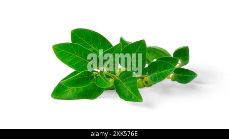Bio gesunde Hybrid Thai Sorte Live Ashwagandha, indische Ginseng, Winterkirsche, Withania somnifera Evergreen Medizinischer Strauch Früchte auf Ashwagan Stockfoto