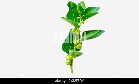 Bio gesunde Hybrid Thai Sorte Live Ashwagandha, indische Ginseng, Winterkirsche, Withania somnifera Evergreen Medizinischer Strauch Früchte auf Ashwagan Stockfoto