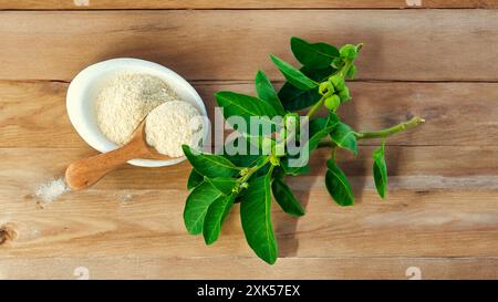 Frische Ashwagandha-Blätter mit auf Holz isolierten Früchten. Withania somnifera Pflanze mit gesundem Pulver Stockfoto