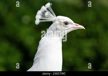 Porträt eines rein weißen männlichen Albino-Indianer-Pfauzen Stockfoto