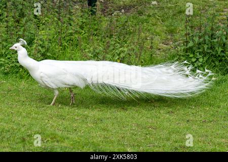 Alle weißen männlichen Albino Indischen Pfauzen Stockfoto