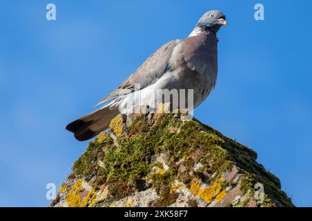Gemeine Holztaube (Columba palumbus), die auf einem Dachrücken sitzt Stockfoto