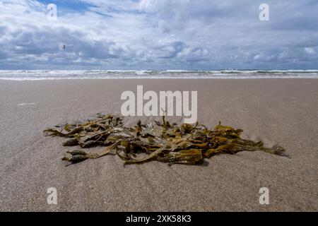 Algen (Fucus vesiculosus) am Sandstrand von Callantsoog, Niederlande Stockfoto