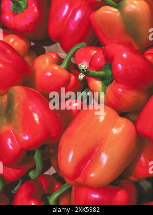 Frische Paprika aus süßem rotem Paprika auf dem europäischen Agrarmarkt. Thema natürliche und gesunde Lebensmittel Stockfoto