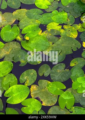 Blick von oben auf grüne Seerosen vom öffentlichen Teich. Stockfoto