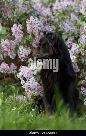 Schwarzer Hund in der Natur in Flieder auf einem Spaziergang. Er hat einen violetten Hintergrund Stockfoto