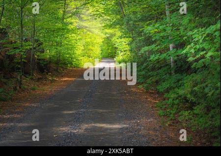 Alte Straße mit einem Baldachin aus Bäumen und Sonnenschein. Ruhige, malerische Feldstraße mit üppig grünen Blättern auf beiden Seiten und dem Sonnenschein, der die Blätter beleuchtet Stockfoto