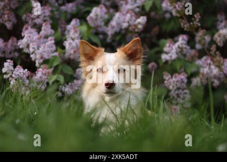 Weißer kleiner Hund liegt in Flieder auf einem Spaziergang. Sie hat einen violetten Hintergrund Stockfoto