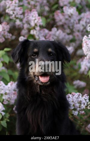 Schwarzer Hund in der Natur in Flieder auf einem Spaziergang. Er hat einen violetten Hintergrund Stockfoto