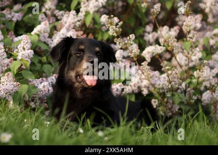 Schwarzer Hund in der Natur in Flieder auf einem Spaziergang. Er hat einen violetten Hintergrund Stockfoto