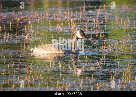 Eine Kanadas-Gans (Branta canadensis), die in den seichten Gewässern des Antelope Lake im Plumas County Kalifornien, USA, auf der Suche ist Stockfoto