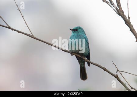 Eumyias thalassinus (Eumyias thalassinus), ein Fliegenfänger der Alten Welt, in Binsar in Uttarakhand, Indien Stockfoto