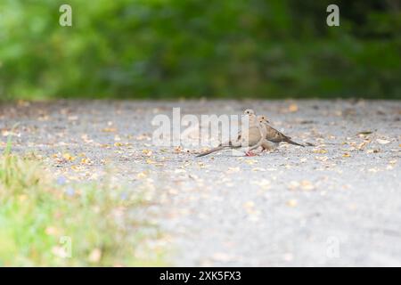 Das Paar der Trauertauben (Zenaida macroura) im Chesapeake and Ohio Canal National Historical Park. Maryland. USA Stockfoto