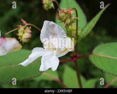 Weiße Sommerblume des invasiv harten jährlichen Himalaya-Balsams Impatiens glandulifera Stockfoto