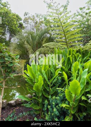 Der schwarze Baumfarn Sphaeropteris medullaris steht im Gegensatz zu den Blättern von Hedychium und Butia odorata in Morrab Gardens, Penzance, Großbritannien Stockfoto