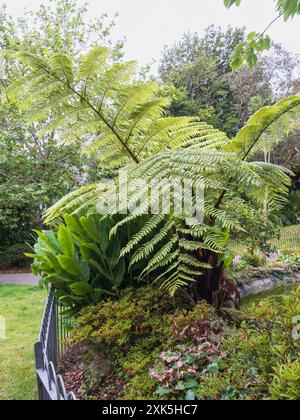 Der schwarze Baumfarn Sphaeropteris medullaris steht im Gegensatz zum Hedychium-Laub in Morrab Gardens, Penzance, Großbritannien Stockfoto