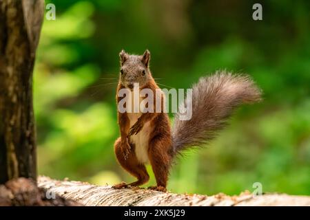 Eichhörnchen starrt dich an Stockfoto