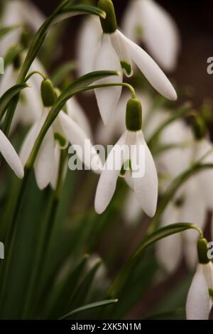 Erste Frühlingsblumen Schneeglöckchen-Nahaufnahme Stockfoto
