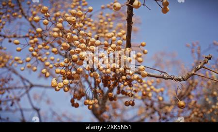 Nahaufnahme von goldenen melia-Azedarachbeeren vor einem klaren blauen Himmel in murcia, spanien Stockfoto