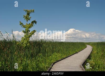 Ein silberner Ahornbaum in einem Sumpfgebiet neben einer Promenade im Point Pelee National Park in Ontario, Kanada Stockfoto