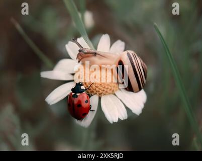Marienkäfer und Schnecke trafen sich auf einem Gänseblümchen auf der Wiese Stockfoto