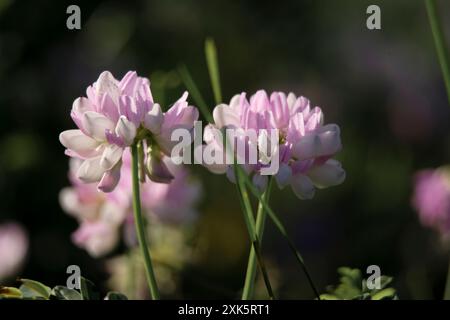 Blühender Wiesenklee auf einer Lichtung an einem sonnigen Sommertag ist ein wertvolles Futter- und Weideland. Nahaufnahme Stockfoto