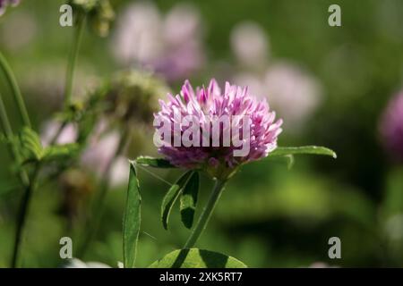 Blühender Wiesenklee auf einer Lichtung an einem sonnigen Sommertag ist ein wertvolles Futter- und Weideland. Nahaufnahme Stockfoto