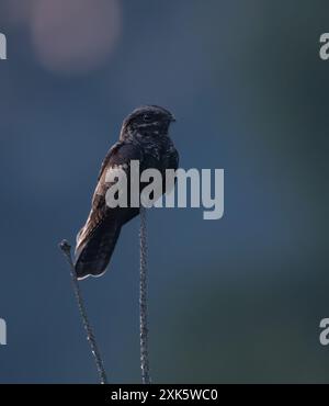 Nightjar (Caprimulgus europaeus) in der Abenddämmerung auf der Heide von Suffolk. (Bei Tageslicht fotografiert) Stockfoto