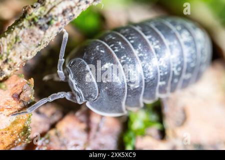 Pille Bug (Armadillidium vulgare) Stockfoto