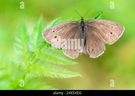 Ringel-Schmetterling (Aphantopus Hyperantus) Stockfoto