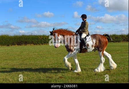 Clydesdale Heavy Horse wird auf grünem Feld geritten. Stockfoto