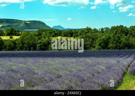 Malerischer Blick auf Lavendelfelder in der Nähe von Issoire mit dem entfernten Vulkan Puy de Dome unter klarem Himmel im Sommer. Puy de Dome. Auvergne-Rhone-Alpes. Frankreich Stockfoto