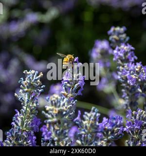 Eine Biene sammelt Pollen aus einer Lavendelblüte auf einem Feld von Lavendelpflanzen, das in Sonnenschein getaucht ist Stockfoto