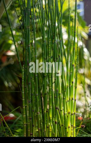Schachtelhalm (Equisetum japonicum) Flachwasserpflanze Stockfoto