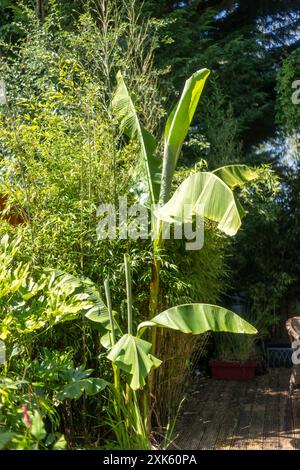 Musa Basjoo. Hardy Bananenpflanze. Stockfoto