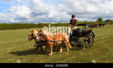 Kutschenfahrender Buggy mit zwei Ponys auf Parkland. Stockfoto