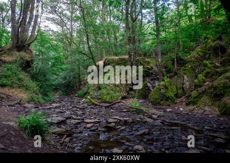 Michael Bunel/Le Pictorium - Broceliande Forest - 13/07/2024 - Frankreich/Bretagne - Broceliande, auch bekannt als der Wald von Broceliande, ist ein mythischer, verzauberter Wald, der in mehreren Texten erwähnt wird, die meisten davon mit der Arthurischen Legende in Verbindung gebracht werden. Diese Texte, deren älteste aus dem Mittelalter stammen, zeigen Merlin, die Feen Morgane und Viviane, König Arthur und bestimmte Ritter der Tafelrunde. Nach diesen Geschichten ist der Wald von Broceliande die Heimat des Val sans retour, wo Morgane untreue Männer gefangen hält, bis sie von Lancelot du lac vereitelt wird, und des Brunnens von Barento Stockfoto