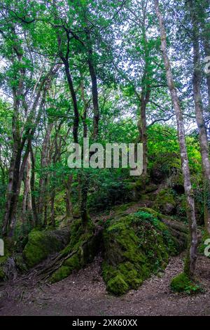 Michael Bunel/Le Pictorium - Broceliande Forest - 13/07/2024 - Frankreich/Bretagne - Broceliande, auch bekannt als der Wald von Broceliande, ist ein mythischer, verzauberter Wald, der in mehreren Texten erwähnt wird, die meisten davon mit der Arthurischen Legende in Verbindung gebracht werden. Diese Texte, deren älteste aus dem Mittelalter stammen, zeigen Merlin, die Feen Morgane und Viviane, König Arthur und bestimmte Ritter der Tafelrunde. Nach diesen Geschichten ist der Wald von Broceliande die Heimat des Val sans retour, wo Morgane untreue Männer gefangen hält, bis sie von Lancelot du lac vereitelt wird, und des Brunnens von Barento Stockfoto