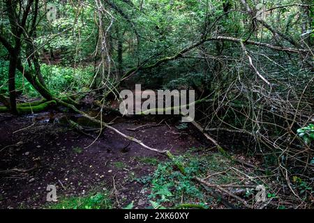 Michael Bunel/Le Pictorium - Broceliande Forest - 13/07/2024 - Frankreich/Bretagne - Broceliande, auch bekannt als der Wald von Broceliande, ist ein mythischer, verzauberter Wald, der in mehreren Texten erwähnt wird, die meisten davon mit der Arthurischen Legende in Verbindung gebracht werden. Diese Texte, deren älteste aus dem Mittelalter stammen, zeigen Merlin, die Feen Morgane und Viviane, König Arthur und bestimmte Ritter der Tafelrunde. Nach diesen Geschichten ist der Wald von Broceliande die Heimat des Val sans retour, wo Morgane untreue Männer gefangen hält, bis sie von Lancelot du lac vereitelt wird, und des Brunnens von Barento Stockfoto